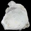 Fossil Brontotherium (Titanothere) Vertebrae - South Dakota #60649-2